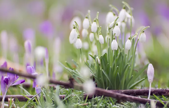 Macro, spring, snowdrops, crocuses, bokeh