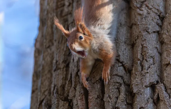 Picture nature, tree, animal, protein, trunk, animal, rodent