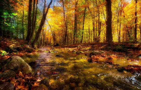 Autumn, forest, trees, nature, river, beauty, stream