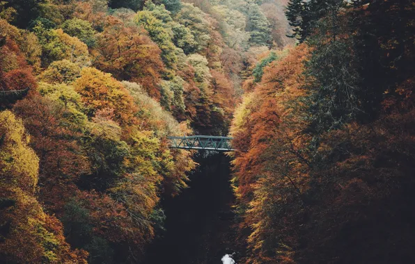 Autumn, trees, nature, river