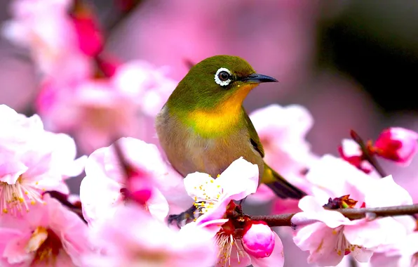 Flowers, bird, branch, spring, pink, pink background, flowering, bokeh