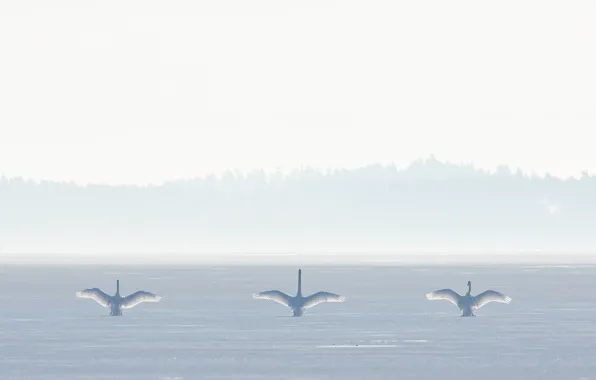 Birds, nature, fog, swans
