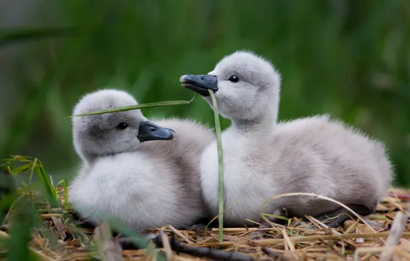 Grass, birds, nature, socket, pair, kids, a couple, Duo
