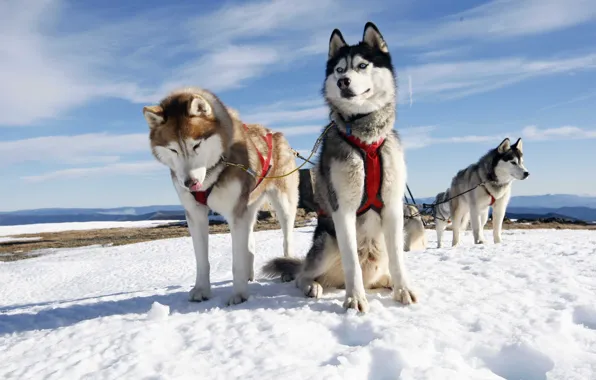 Dogs, the sky, snow, team