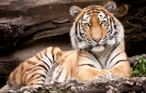 Picture cat, tiger, Amur