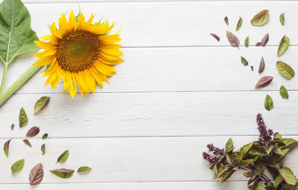 Flower, background, sunflower, leaves
