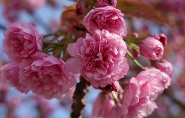 Flowers, branches, spring, Sakura, pink, flowering