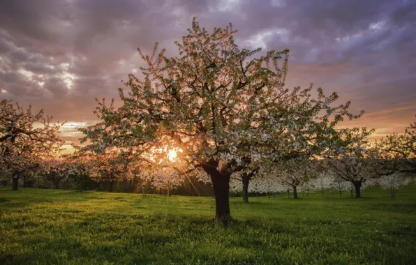 Picture sunset, spring, garden