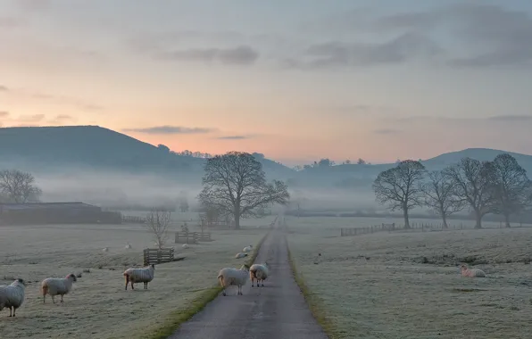 Frost, road, trees, mountains, nature, fog, England, morning