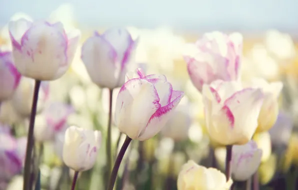 Flowers, nature, tulips