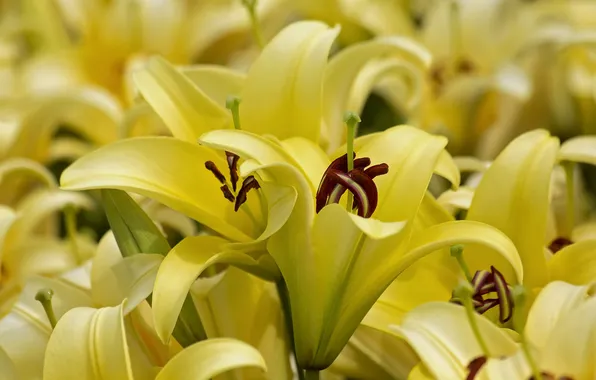Macro, yellow, Lily, petals, buds