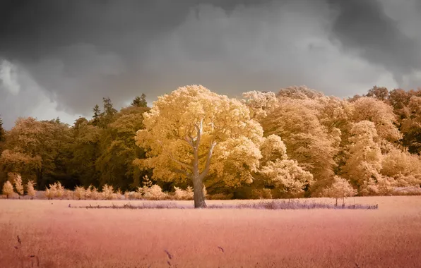 Field, nature, tree, color