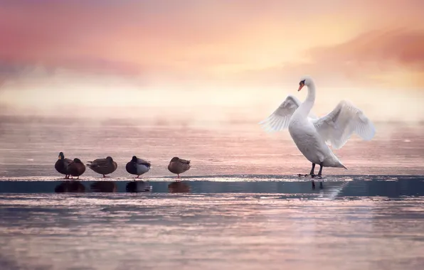 Picture birds, duck, Swan