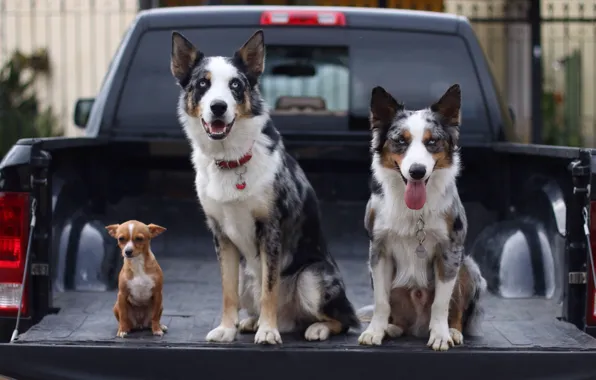 Machine, dogs, trio, body, pickup, Chihuahua, the border collie, Trinity