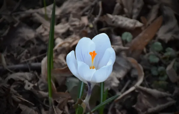Krokus, Crocus, White flower, White flower