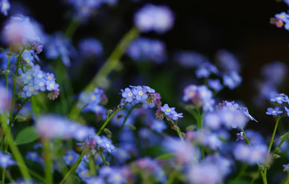 Flowers, focus, field, blue, forget-me-nots