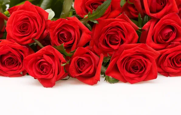Flowers, roses, red, white background