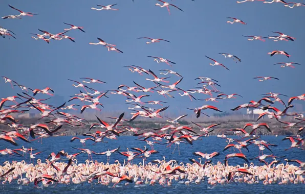 The sky, birds, lake, pack, Flamingo
