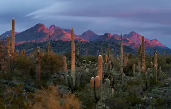 Mountains, desert, cacti