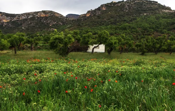 Greens, field, grass, trees, flowers, mountains, stones, rocks