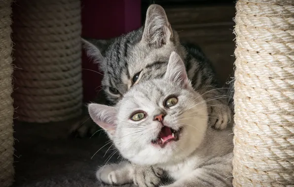 Cat, cat, look, light, cats, pose, comfort, kitty