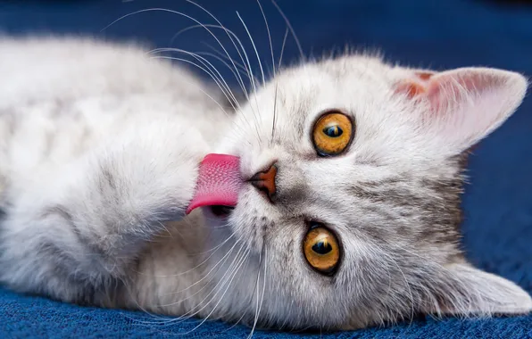 Language, cat, look, pose, kitty, portrait, baby, cute