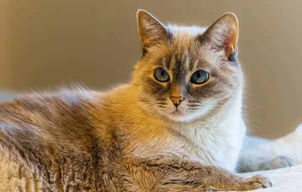 Cat, cat, fur