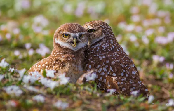 Birds, owls, a couple, owls, Burrowing owl