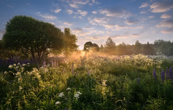 Summer, the sun, clouds, rays, flowers, nature, dawn, morning