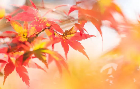 Autumn, leaves, focus, branch
