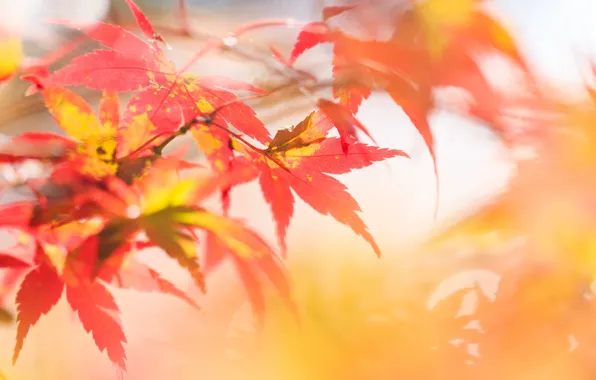 Autumn, leaves, branches, focus
