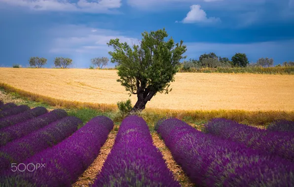 Wheat, field, summer, the sky, trees, nature, lavender