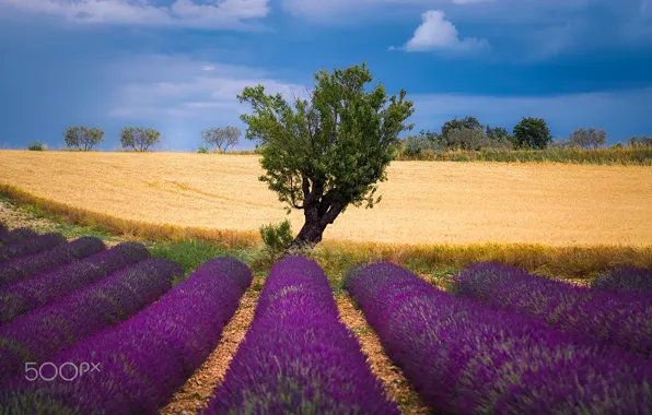 Wheat, field, summer, the sky, nature, tree, lavender