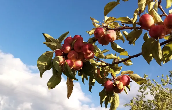 The sky, apples, Nature, August