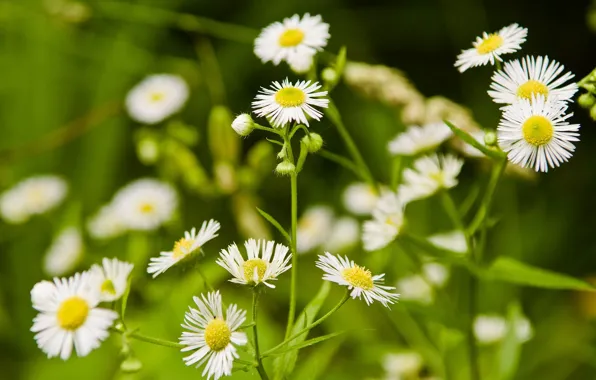 Picture grass, flowers, nature, glade, chamomile, white
