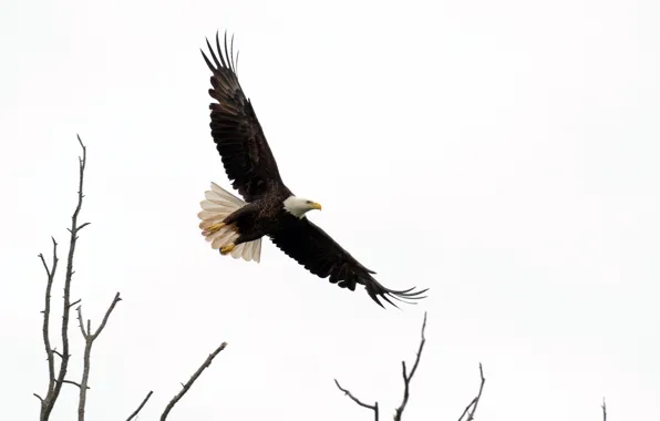 Bird, flight, eagle