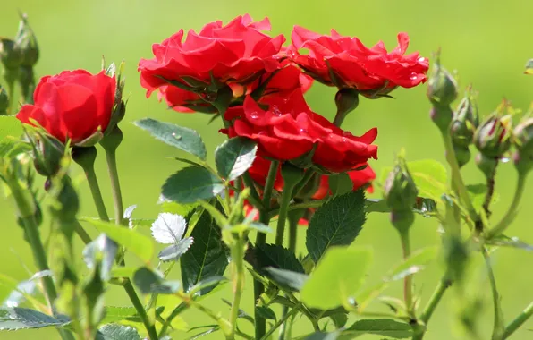 Summer, background, Bush, roses