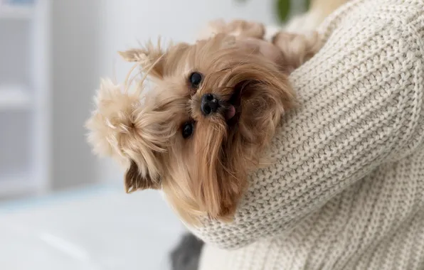 Language, look, dog, hairstyle, puppy, face