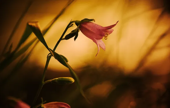 Flower, leaves, sunset, pink, blur, the evening, stem, bell