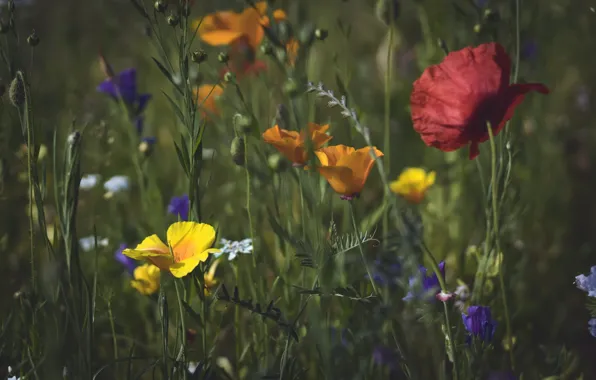 Field, summer, flowers, Maki, yellow, meadow, red, orange
