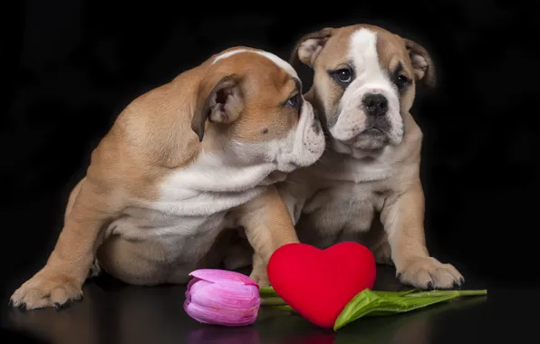 Flower, look, love, pose, heart, Tulip, dog, spring