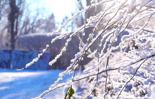 Forest, park, winter, snow, twig