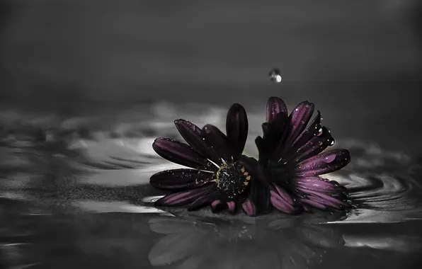 Water, drops, macro, flowers