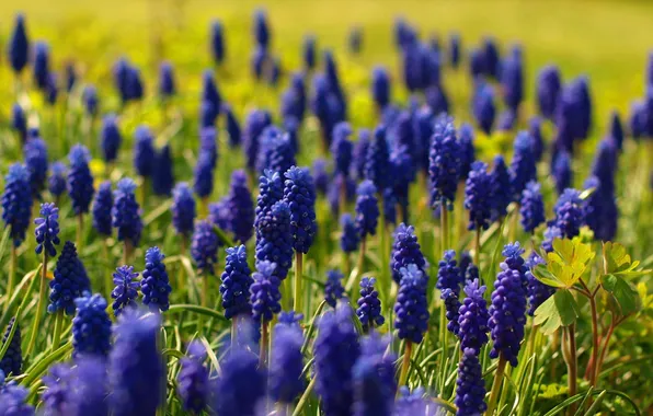 Picture flowers, blue, nature, spring, Muscari, muscari