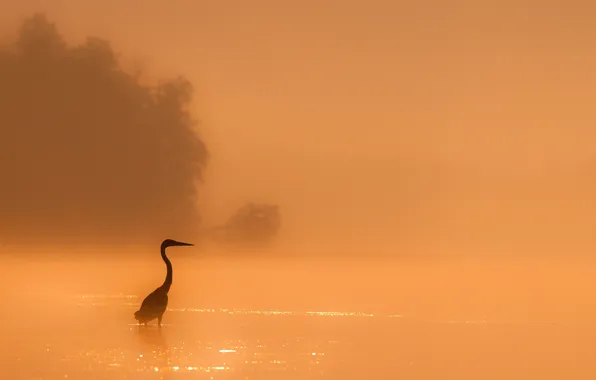 Nature, fog, bird