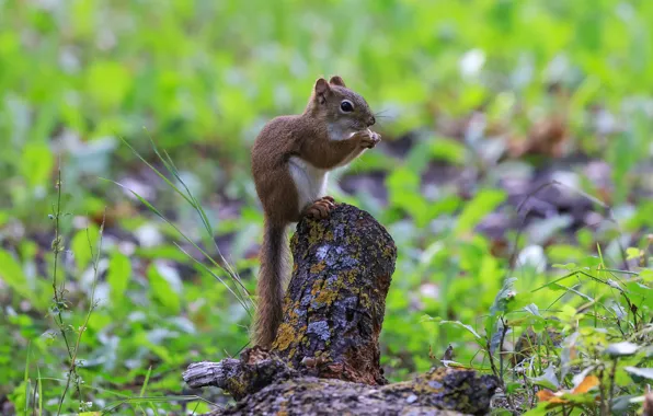 Picture protein, bokeh, stump, rodent