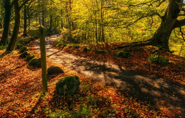 Picture road, autumn, forest, England, England, North Yorkshire, Bolton Abbey, North Yorkshire