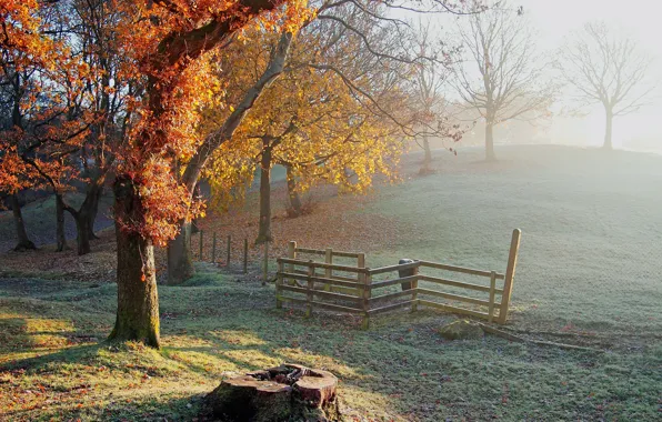Picture frost, autumn, trees, stump, fence, hill, freezing