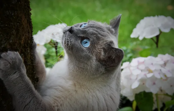 Nature, animal, Cat, grey