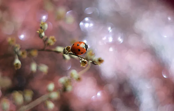 Picture macro, nature, sprig, ladybug, beetle, bokeh